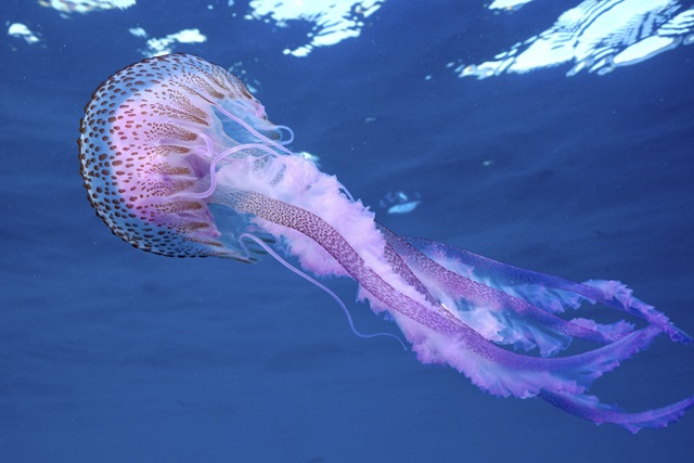 Skader overfiskeri biodiversiteten?