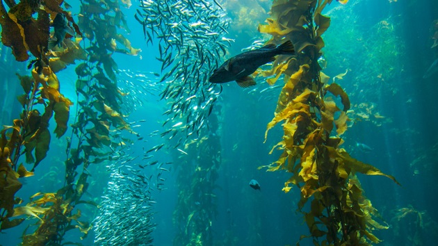 Hvordan kan forbrugere af fisk og skaldyr hjælpe med at støtte havets biodiversitet?