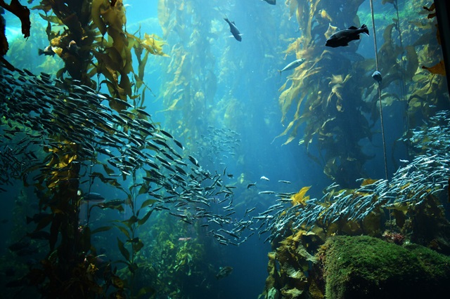 Hvad er biodiversitet?