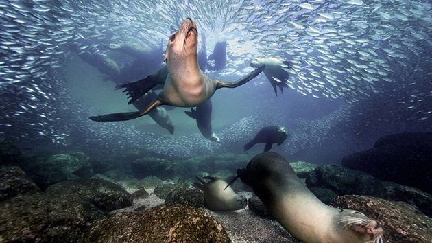 hvorfor har vi brug for world ocean day?