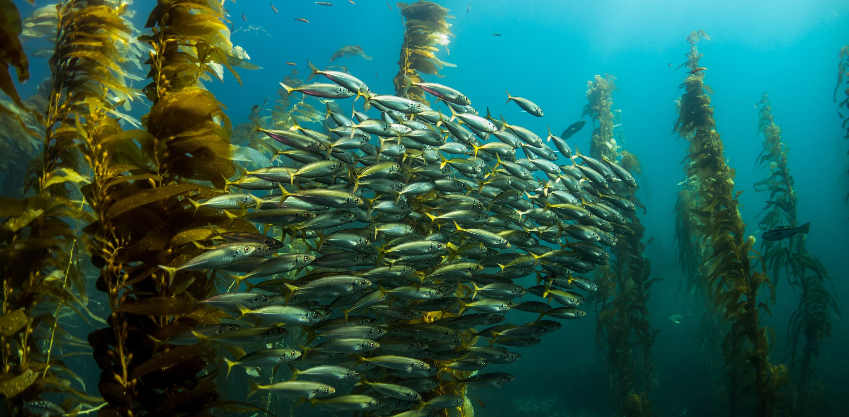 School of fish swimming in a kelp forest School of fish swimming in a kelp forest