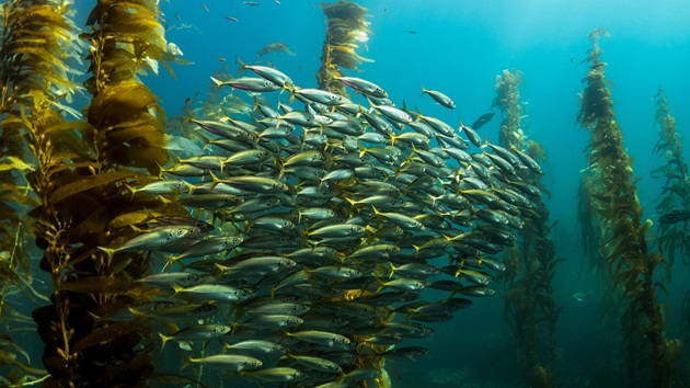 MSC responds to the FAO's State of World Fisheries and Aquaculture 2026