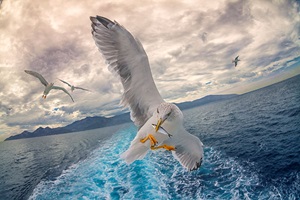 Seagull flying with fish in beak
