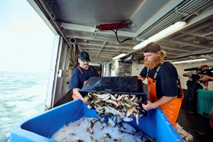 Sorting fish at at the Lake Erie Multi-Species Commercial fishery