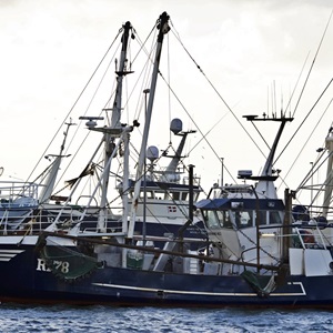 MSC er en international mærkningsordning for bæredygtigt fiskeri  