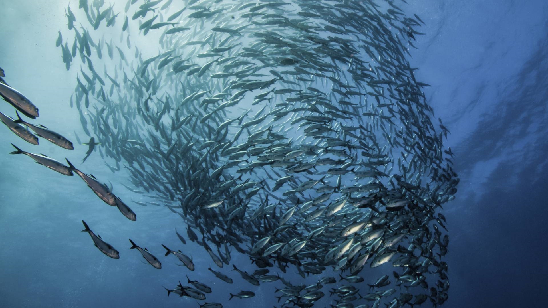 A sea of fish swimming in a circle.