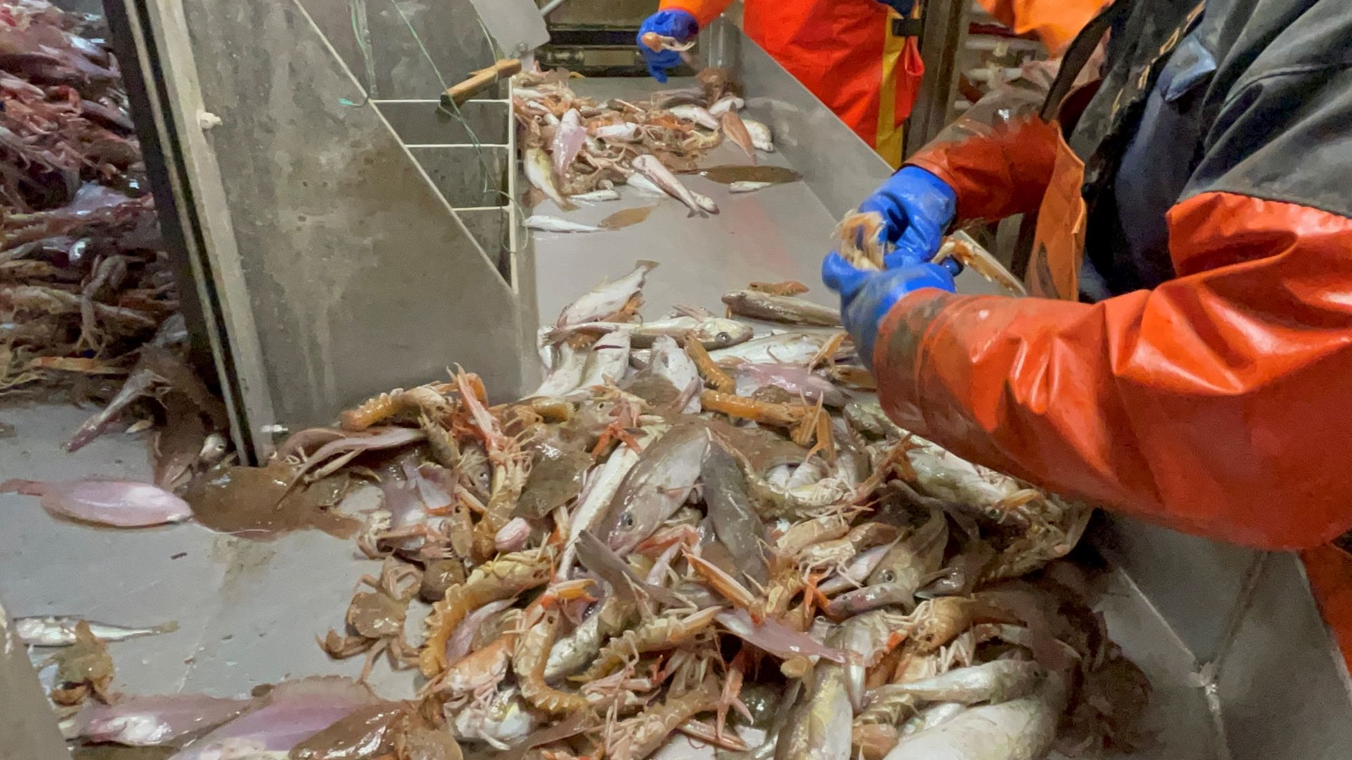 sorting fish IMG_4704