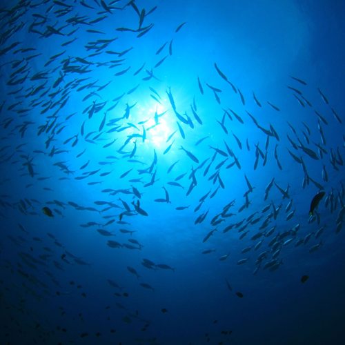 ¿Qué es la pesca sostenible?
