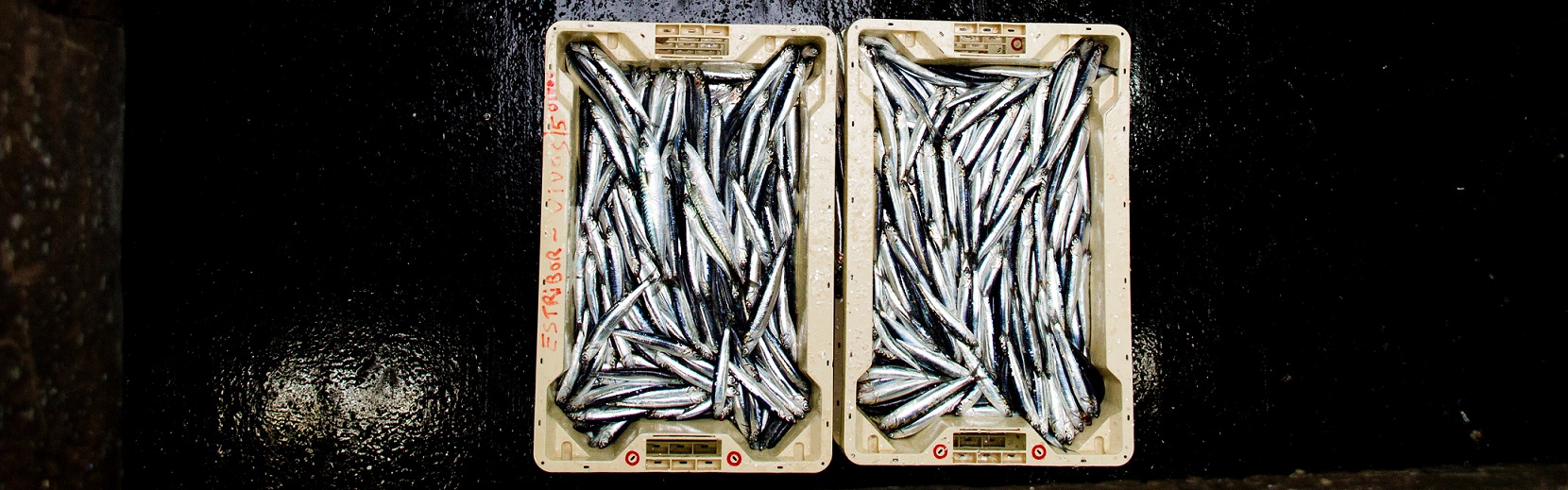 RS6272_Puerto Getaria_Copyright_Nerea Falagan & MSC_foto 2