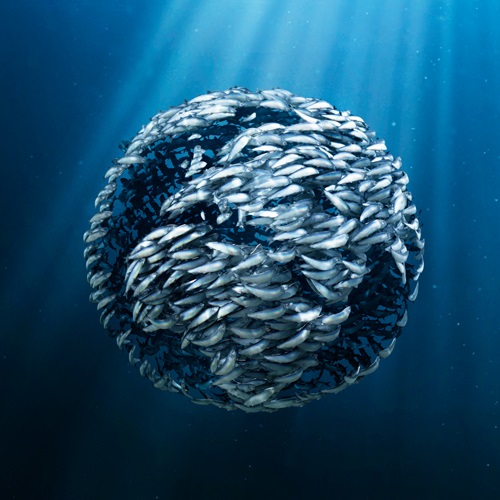 Lo Standard MSC per la pesca sostenibile