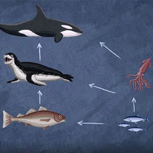 Pelejä ja tehtäviä