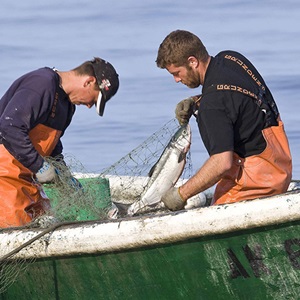 MSC:n kestävän kalastuksen standardi