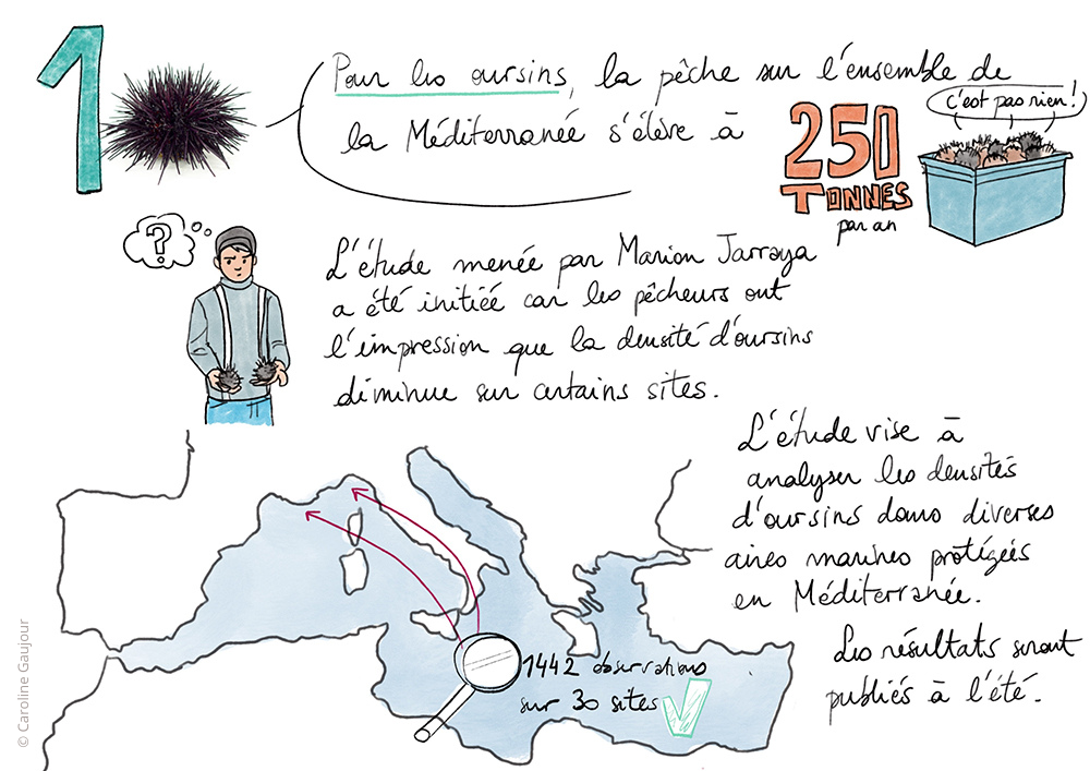 Medfish-pecherie-1 infographie projet medfish sur les oursins