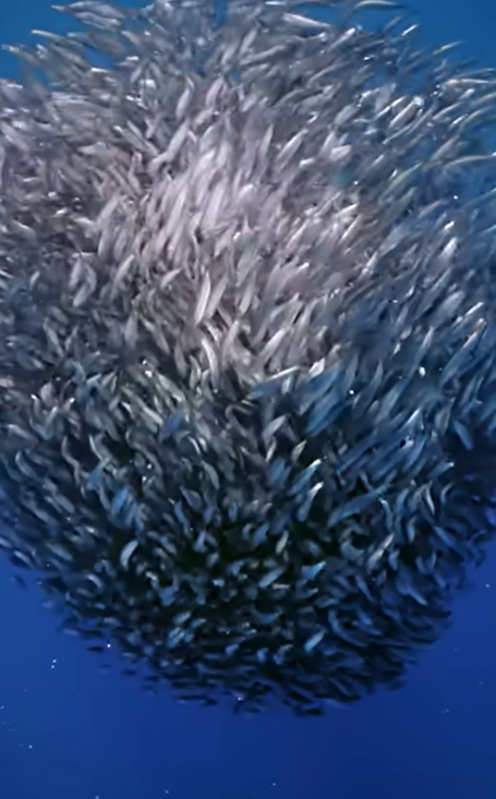 Nage avec les  sardines