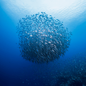 de poissons