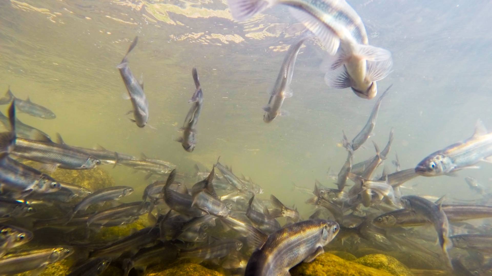 La pêche à la crevette nordique utilise des lumières LED sur les filets istock-493281965