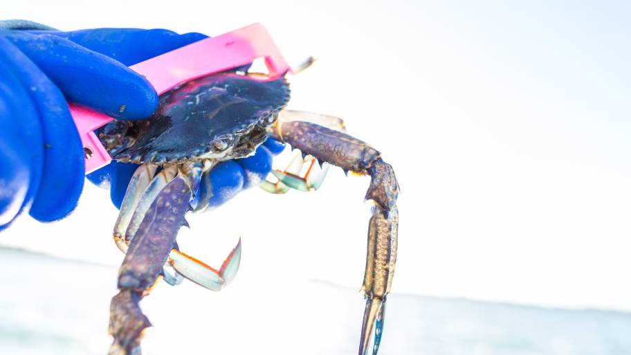 blue-crab