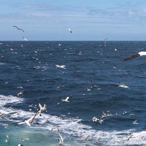 Maquereau, hareng et merlan bleu : une double menace pèse sur certaines  espèces de l’Atlantique Nord-Est