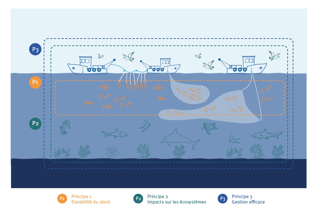les 3 principes du MSC Pêche Durable illustré