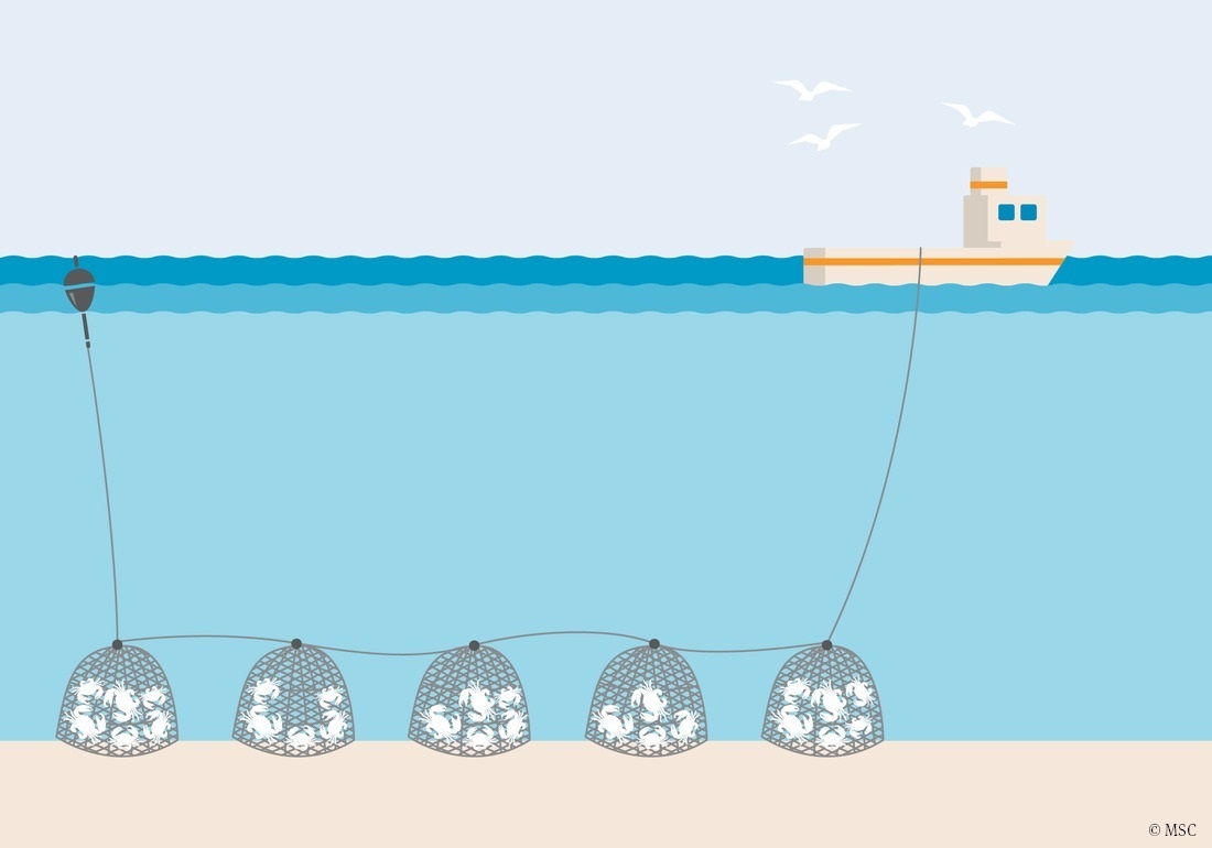 illustration de l'engin de pêche casier