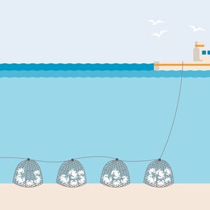 Les casiers ou nasses