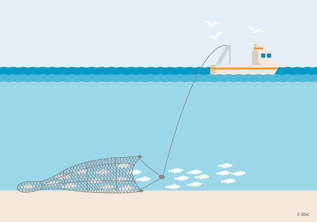 infographie illustrant la technique de pêche du chalut démersal