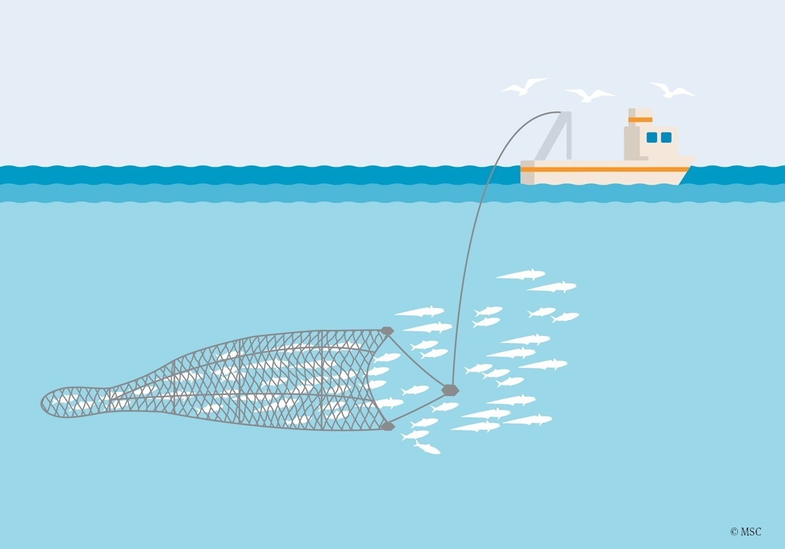 illustration de la technique de pêche du chalut pélagique