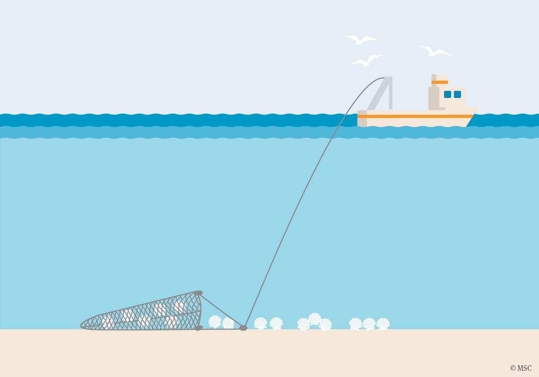 Engin de pêche drague