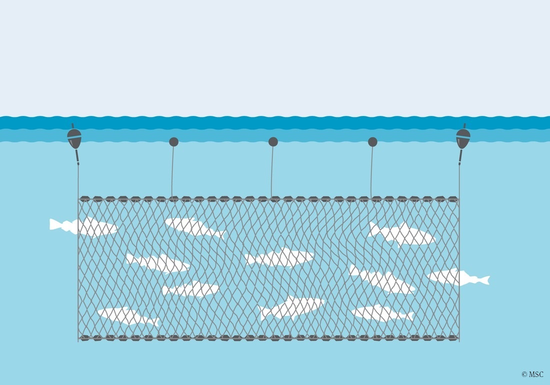 technique de pêche du filet maillant