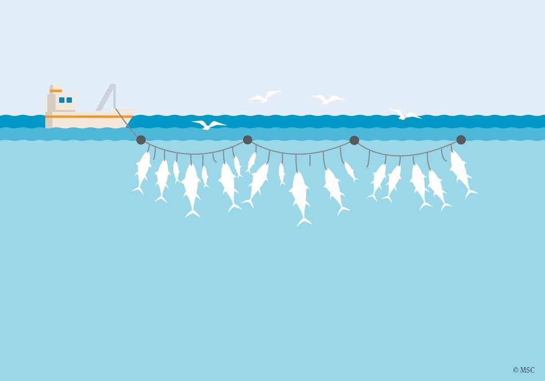 Engin de pêche palangre