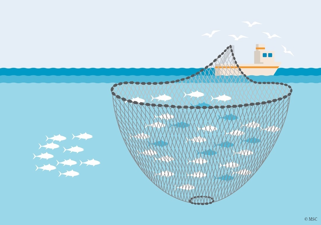 engin de pêche senne