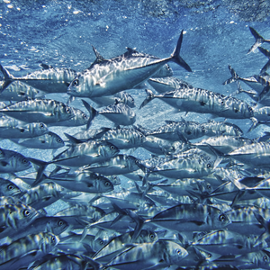 5 conditions essentielles pour sauver nos océans