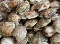 Vongole italia