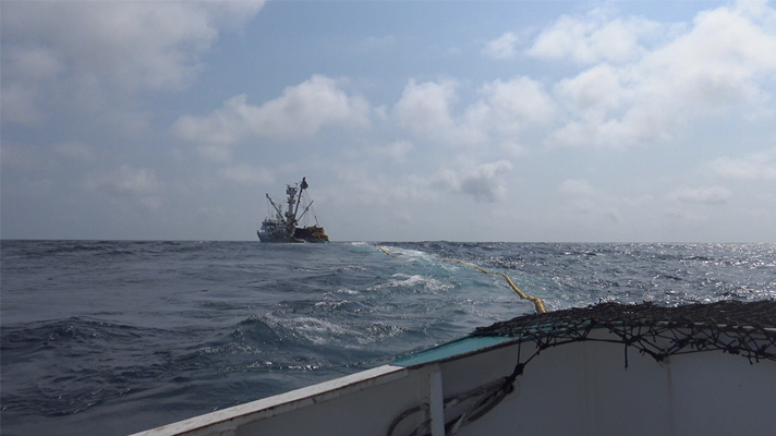 SGoujon2015-rangement de la senne 222 - CP Les pêcheurs de la pêcherie Orthongel rangent la senne