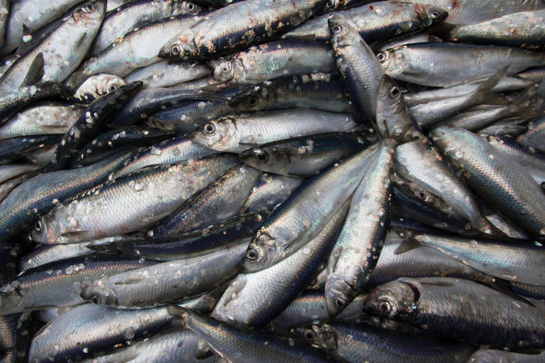 Les gouvernements appelés à s’accorder d’urgence sur des quotas face à l'effondrement des stocks de hareng atlanto-scandien et de maquereau