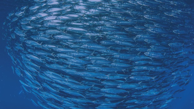 Qu’est-ce que la pêche durable ?