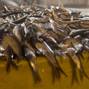 Les enjeux de la pêche durable