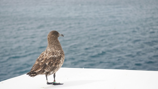 Lutter contre les captures d'oiseaux
