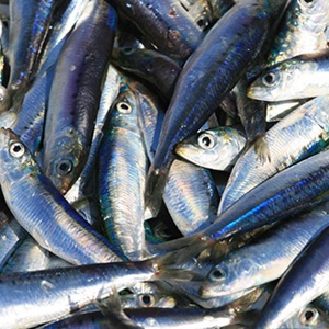 Qu’est-ce que la surpêche et quelles sont les solutions ?