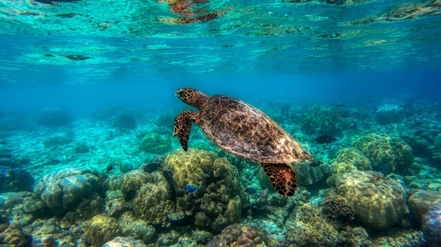 L'Alliance, pour la protection des tortues à La Réunion