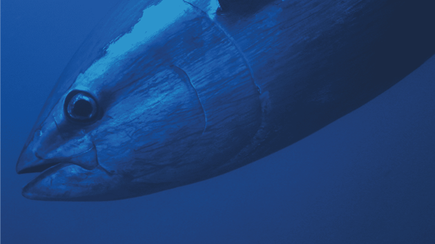 Thon durable : le guide du MSC (en anglais)