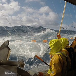 Concilier pêche à la légine et préservation des raies