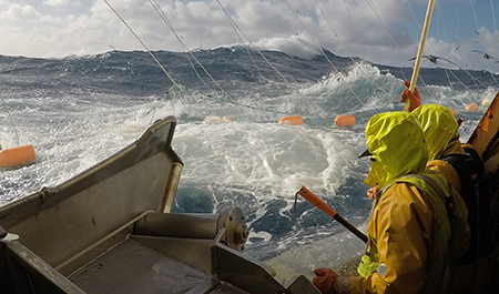Concilier pêche à la légine et préservation des raies | Marine ...