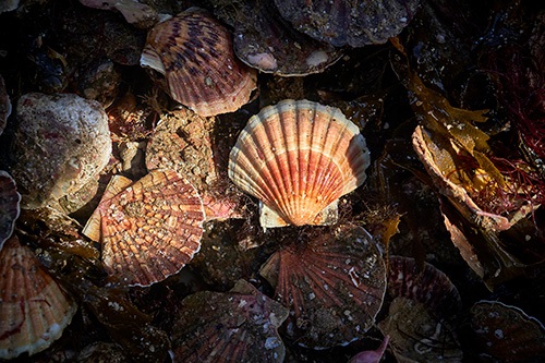 Un nouveau record de biomasse historique