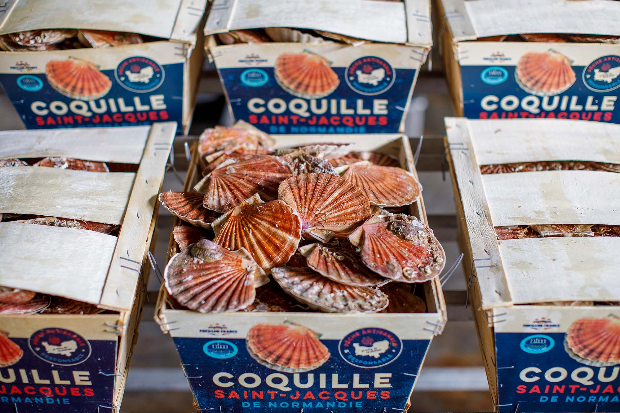 coquille-saint-jacques-de-normandie coquille-saint-jacques-de-normandie