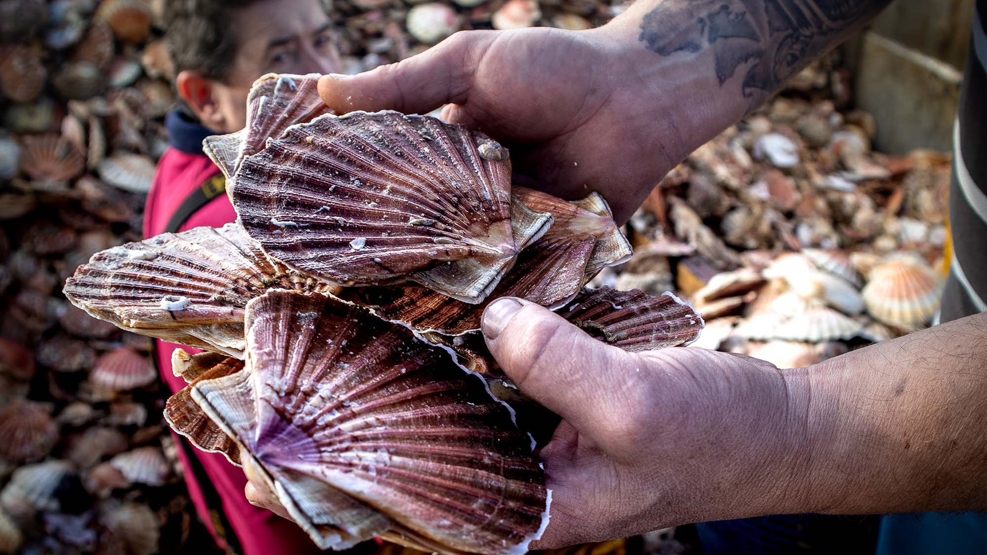 coquilles saint-jacques de la baie de seine fraîchement pêchées