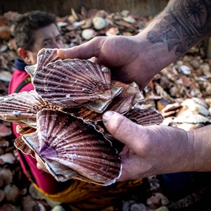 La coquille Saint-Jacques de la Baie de Seine certifiée MSC Pêche Durable !