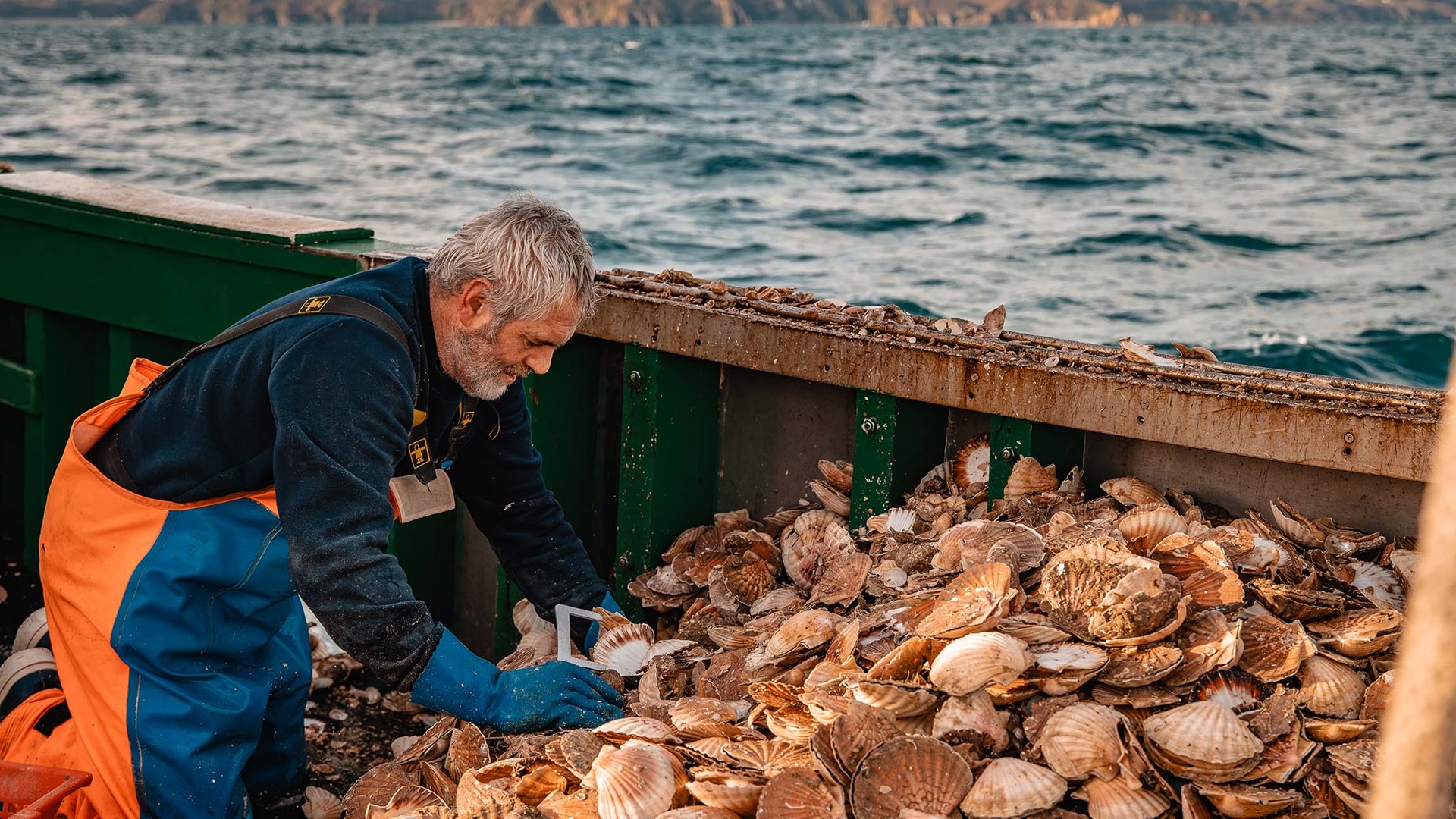 pêcheur vérifiant la taille des coquilles saint-jacques fraîchement pêchées