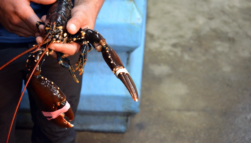 lobster-fr-fr-fr-fr-fr