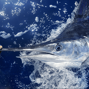 Pêcherie d'espadon à la Réunion